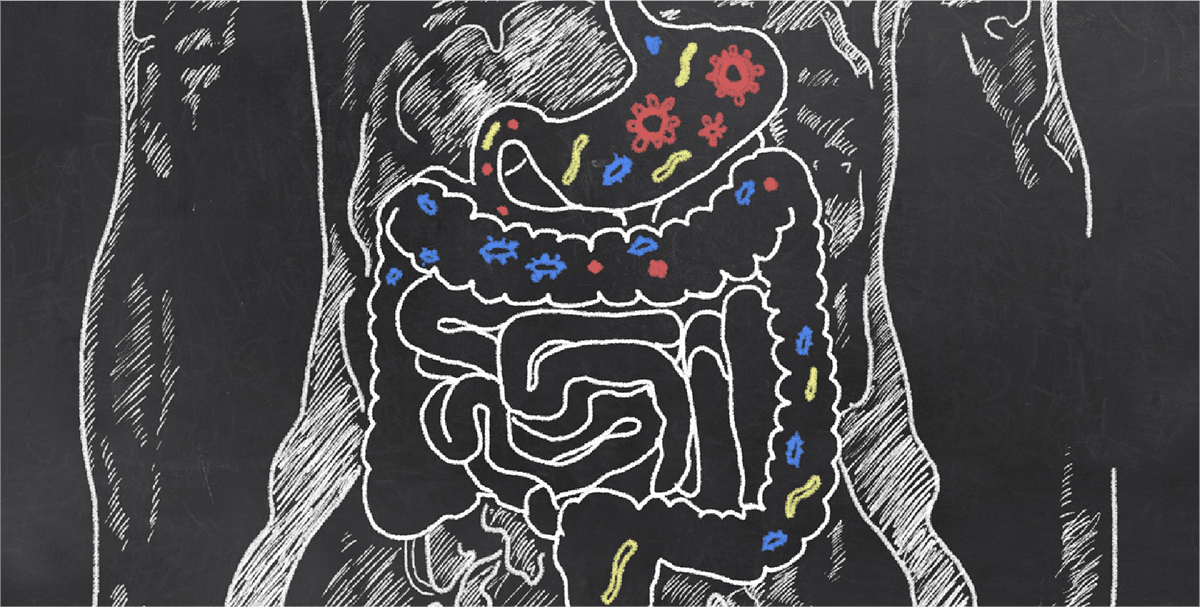 Illustration showing Probiotic bacteria in the GI tract